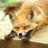 salviaSO2's profile image