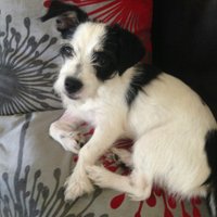 Joyce Moullakis (@joycemoullakis) 's Twitter Profile