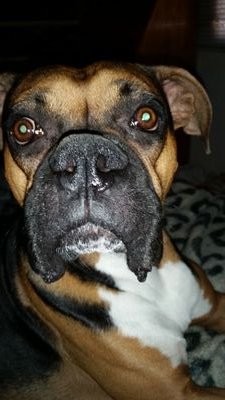 dudebuchanan's profile picture. 