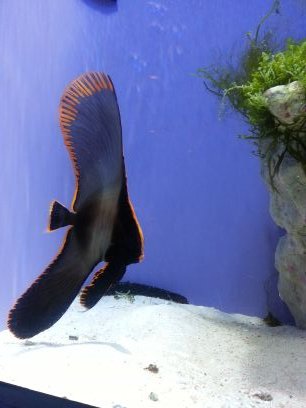 placeboer's profile picture. Love #Doccubus (♥ Zoieholic ♥), #Lostgirl, #The Lword. I've been missing #The Lword that is a classic of L-dramas. If u can be wise, nothing to be afraid of.