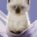 Danielle correia - @danikruje - Twitter