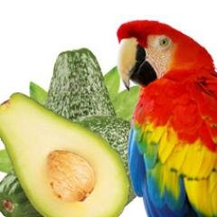 Compartir investigación, conocimiento e información sobre el aguacate Hass en Colombia. Email:aguacatesguacamayas@gmail.com Istagram:hassguacamayas