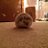 Dodi___________'s profile image