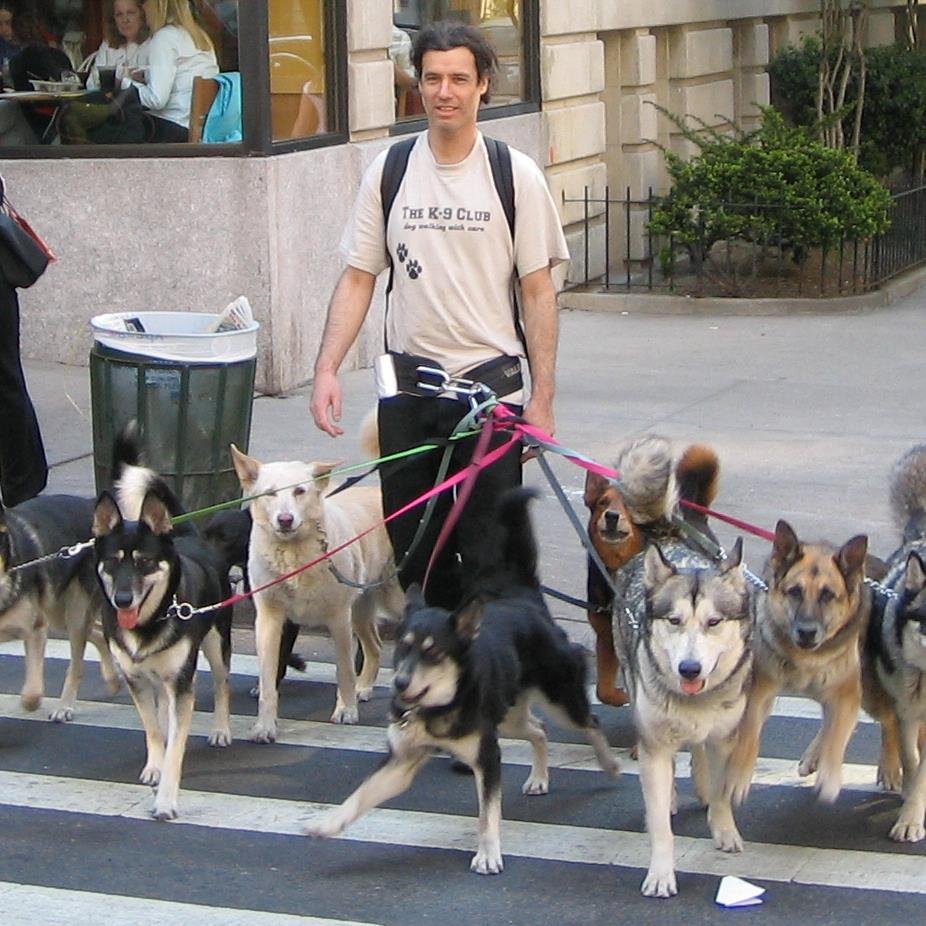 Friendly dog walking service in NYC