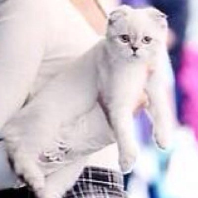 im a cat and ill always have more fans and fame than you