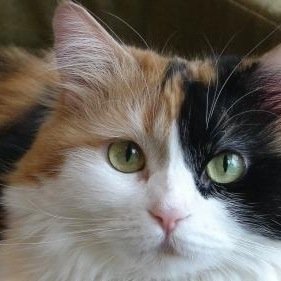 Come here child, come on, closer... Dont be afraid I dont bite lilttle one.. HAHAHAH! #Single #Shecat #Insane
