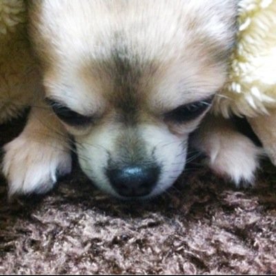 ぽっぽちゃん