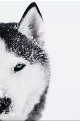 Coffeboi's profile picture. 