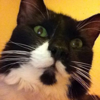 Slickerdoodle on PSN & Twitch, Owner of Siam-Pals Bunny Barn, Scentsy Certified Consultant