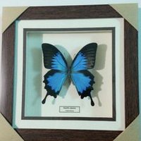 Kerajinan Insecta (@insect_indo) Twitter profile photo