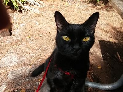 Dc2352's profile picture. I love my 5th wheel and RVing. Mama to 5 cats. I'm disabled, avid book reader, animal advocate. Living on wishes and hope.