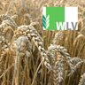 LandInfosWLV's profile picture. Westfälisch-Lippischer Landwirtschaftsverband (WLV), eine starke Gemeinschaft von Bauern und Bäuerinnen. LandInfos von Hellweg und Ruhrgebiet. Petra Drees-Hagen