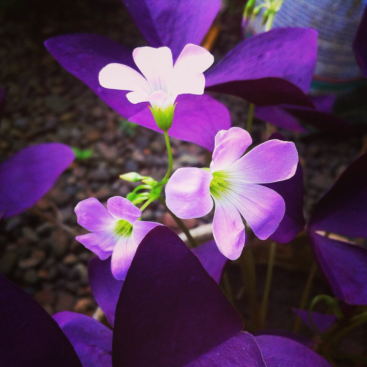 Brenchia's profile picture. escape into the music