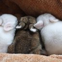 009_rabbit (@009_rabbit) Twitter
