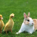 010_rabbit (@010_rabbit) Twitter