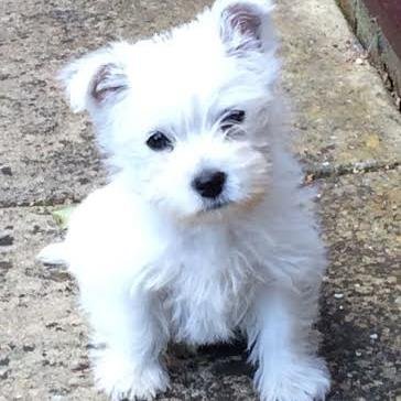 Yorkshire born, now a city girl living off the Northcote Road. I love chasing pigeons, eating Mummy's shoes, and lying in front of the AGA. Born June 2014
