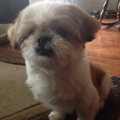 Hi! I'm Lucky! A friendly pup from Upstate New York, loving life in my home with my hoomans and my big brother RJ!
