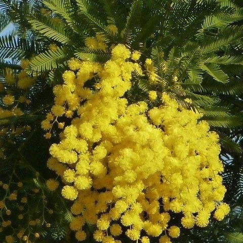 je ne pourrai jamais trouver le bonheur tant que je saurai un animal malheureux dans le Monde