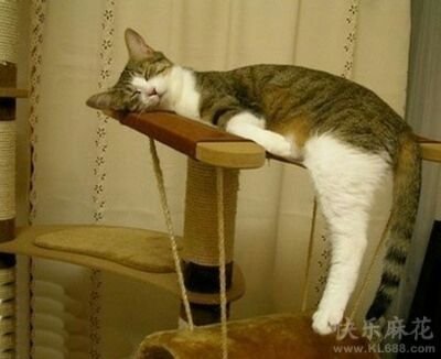 Nothing much, for me, just feed me with food.