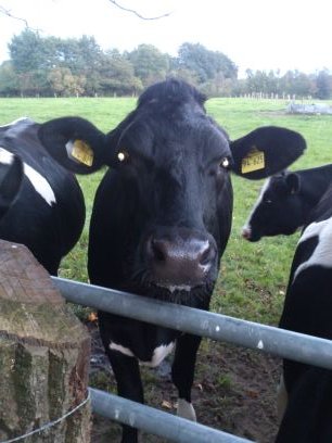 miguel7788's profile picture. Es ist nicht schön.