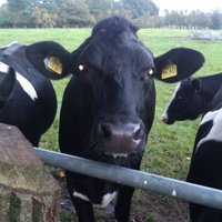 bongo (#748) (@miguel7788) 's Twitter Profile