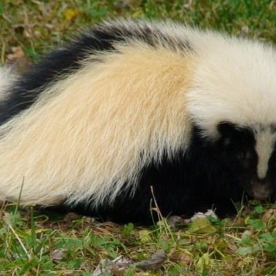 #skunkgain watch out or you could be sprayed