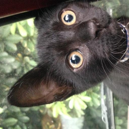 niggatypes's profile picture. Tis page fo dem nigga types