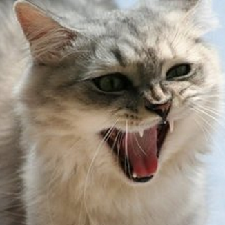 Telecasters's profile picture. 