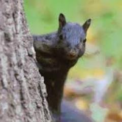 zehcnasml's profile picture. Kent State University student