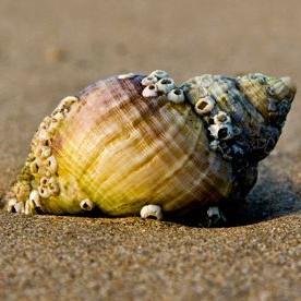 Sharing all the beaches near me - they may not have the most sand, sunshine or palm trees but they are still pretty amazing, all year round...