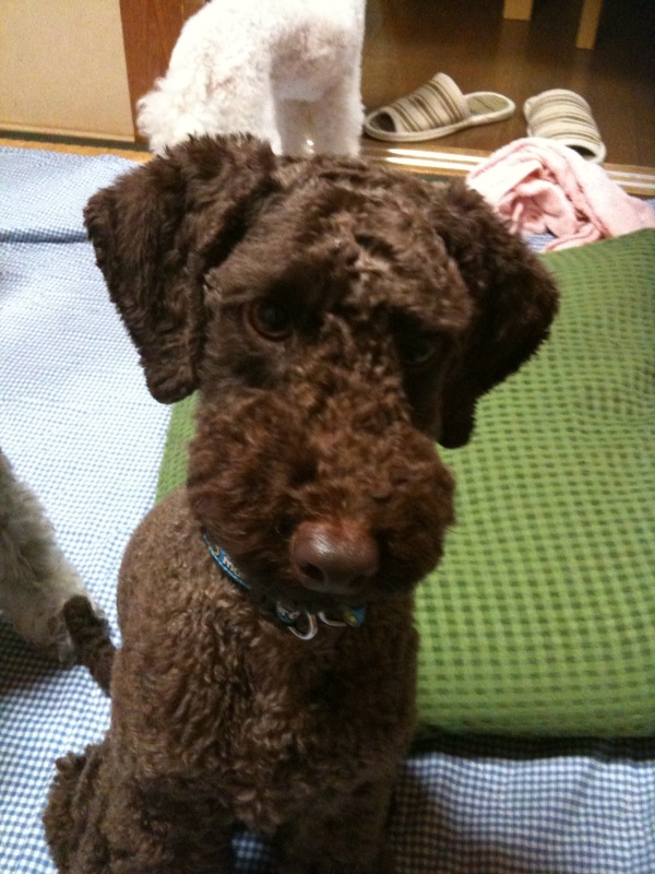 fukuyama_daina's profile picture. 長崎の離島壱岐島に住む犬です。2007年6月20日生まれ、プードル、雄（去勢されてます..）