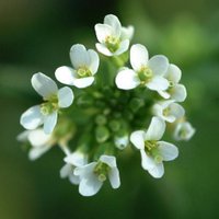 Charis Cook (@weedinggems) 's Twitter Profile