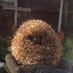 Medway Hogs Rescue (@medwayhogrescue) Twitter profile photo