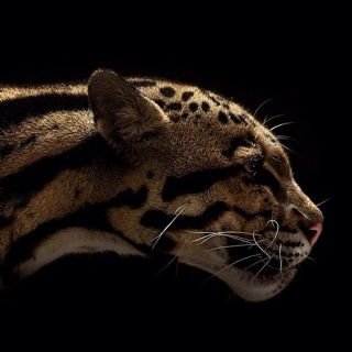 Everyone sees what you seem to be,few know what you really are;and those few do not dare take a stand against the general opinion. Niccolo Machiavelli