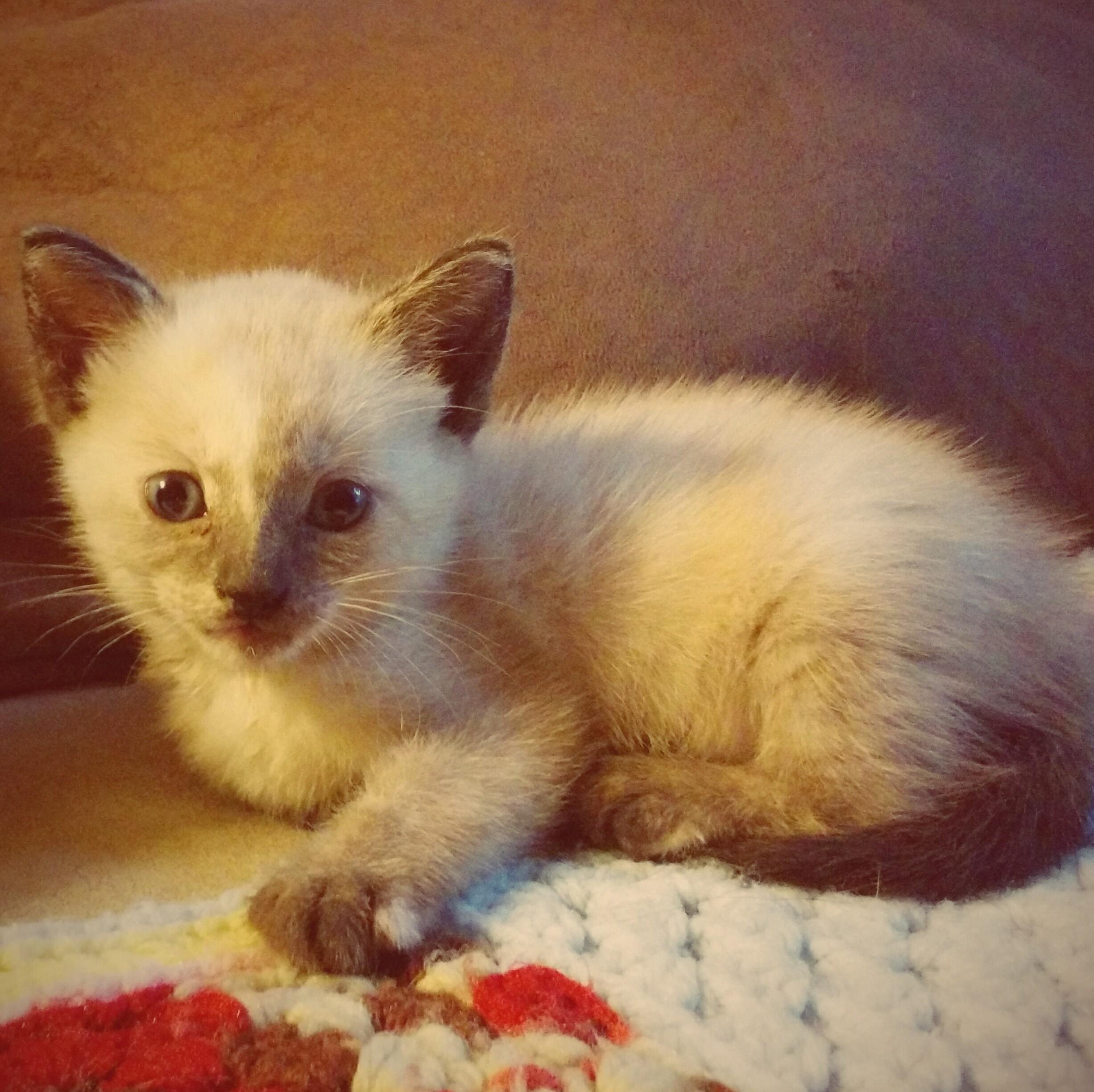 dharmakitten1's profile picture. Dharma Cat is an interfaith kitten who aspires to inspire others.