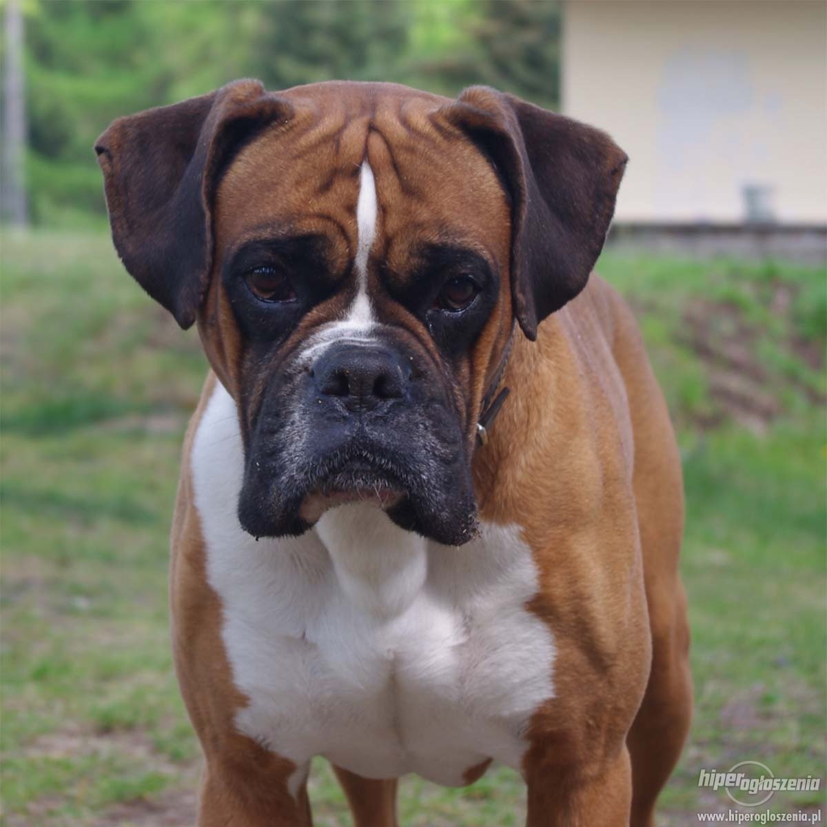 Boxer lover and breeder