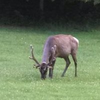 Steven W. Ramey (@srameystudyrel) 's Twitter Profile