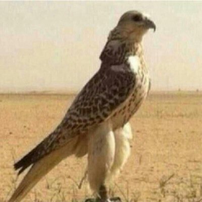 حطّيت لهروج المهبّل ملفات
وحطّيتها تحت القدم وإرفعتني

وحطّيت لهروج النشاما بطاقات
وحفظتها فالمحفظه و إنفعتني