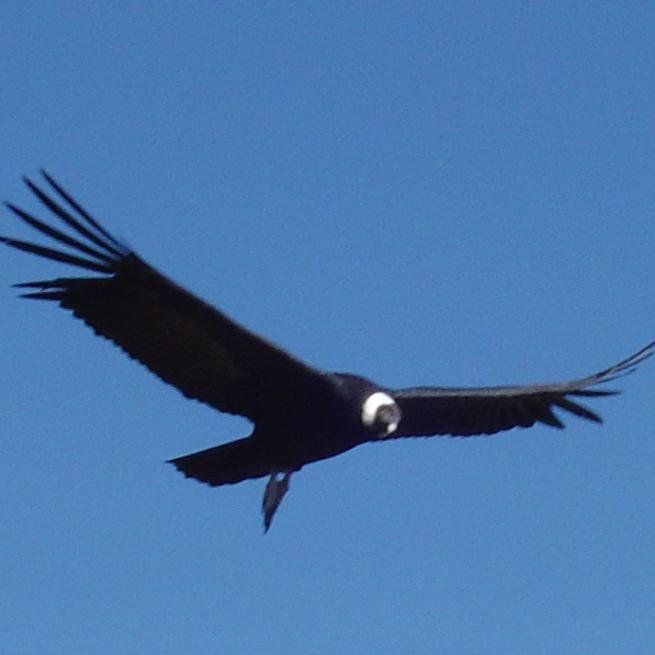 SurreyITDevs's profile picture. 