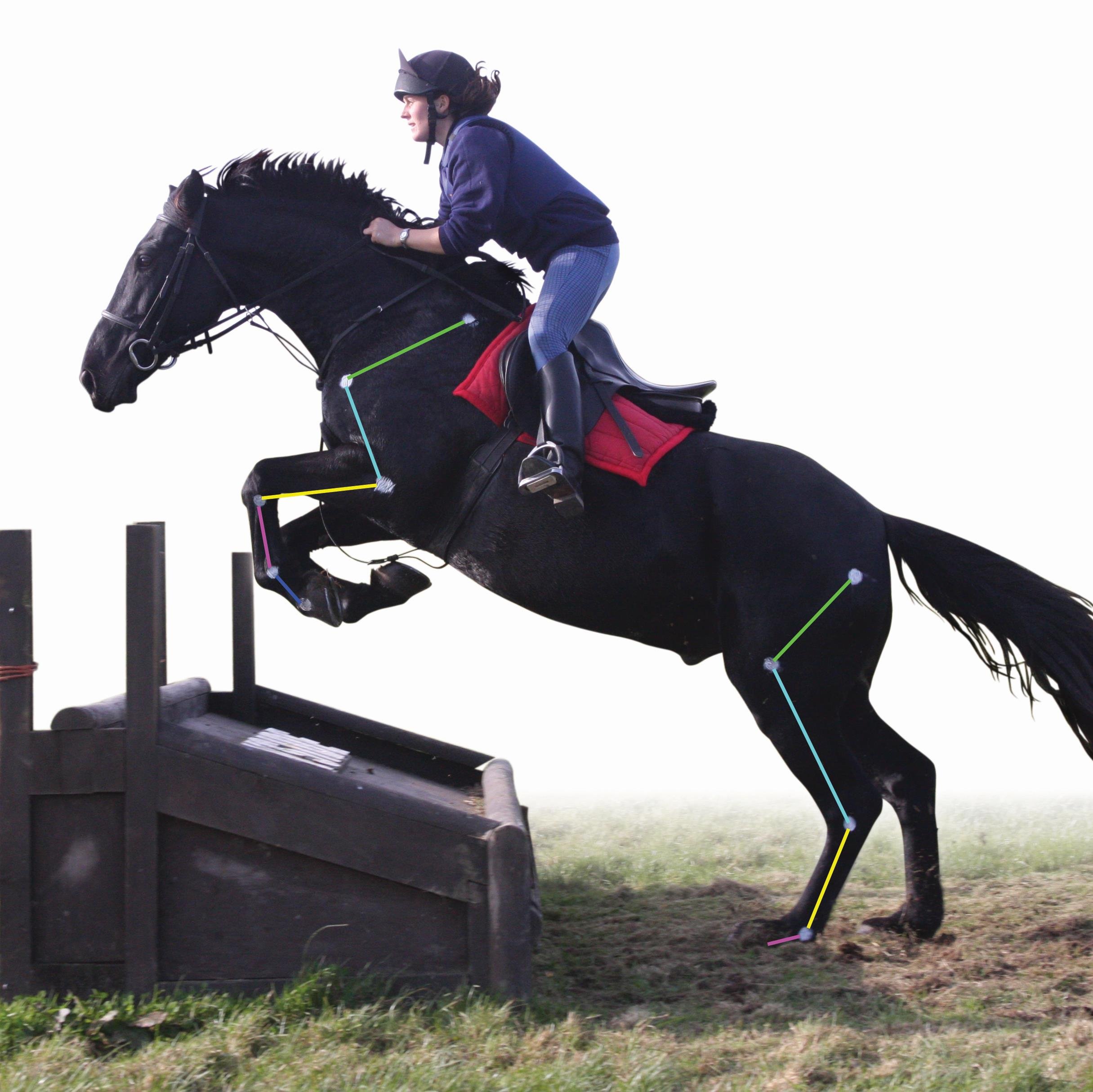 Follow us to keep up-to-date with latest information on our equine courses and what our students get up to