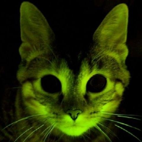 jumontanos's profile picture. 