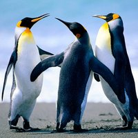 GraTimBeta (@gratimbeta) 's Twitter Profile