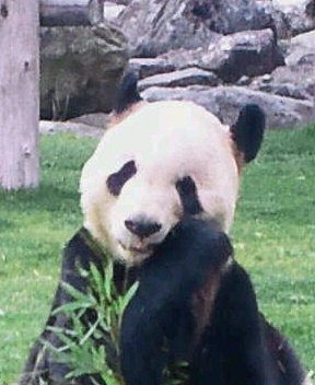 pan_dasan Profile Picture