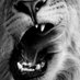 saraiba (@saraibas) Twitter profile photo saraiba (@saraibas) Twitter profile photo