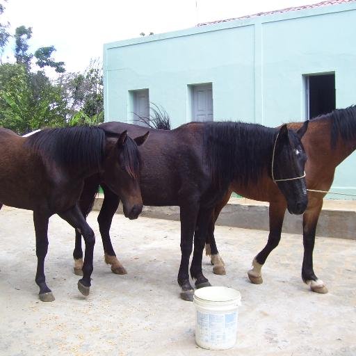 JuniorMariz1's profile picture. 