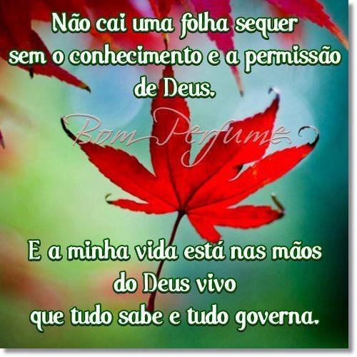 BraulinoSilva2's profile picture. 