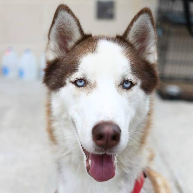 husky house husky house njhuskyhouse husky house husky house njhuskyhouse