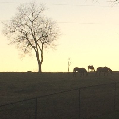 jsimon0123's profile picture. libertarian