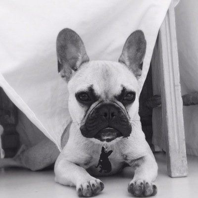 Piggy_in_Middle's profile picture. Everything a french bulldog fanatic could want & more. We also stock doggie bowties, bandanas & tutus. Visit our Facebook galleries to view our range!