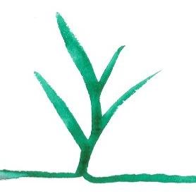 🌱